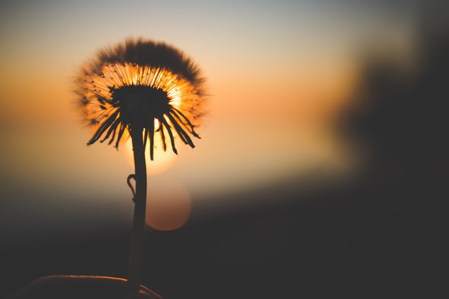 bloom-blossom-dandelion-167838.jpg